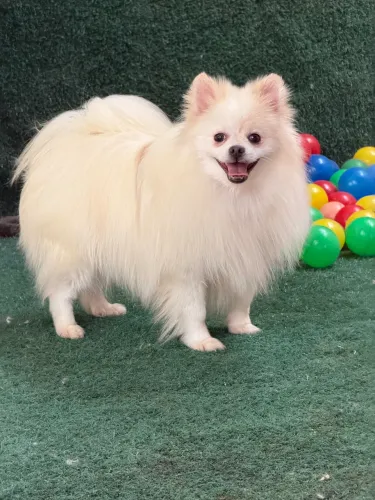 Lulu Pomerania 9 meses