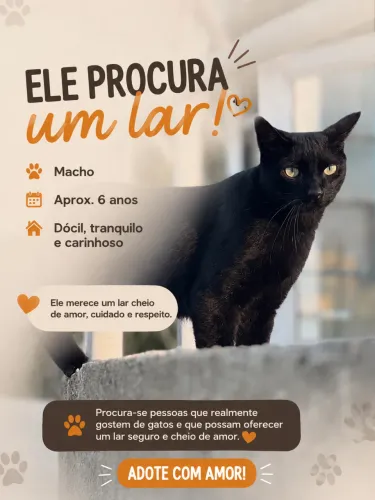 Adoção gato 