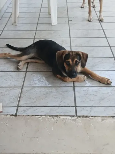 CACHORRO PARA ADOÇÃO