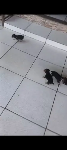 Vendo filhotes de pinscher