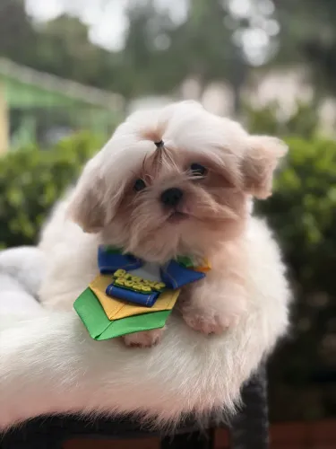 Shih tzu