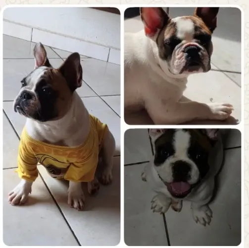Buldog francês 7 meses 