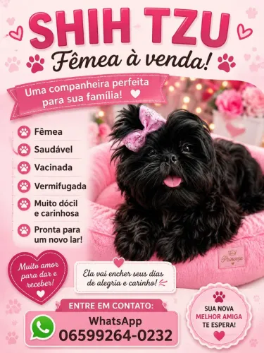 SHIH Tzu fêmea