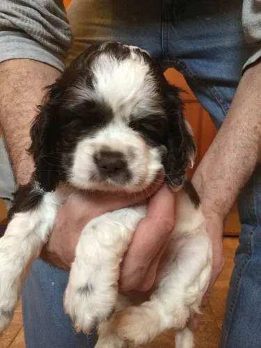 Cocker spaniel lindo 