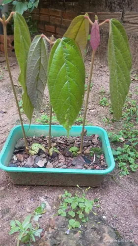Muda de cupuaçu