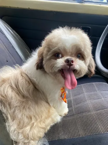 Shih tzu macho para cruza