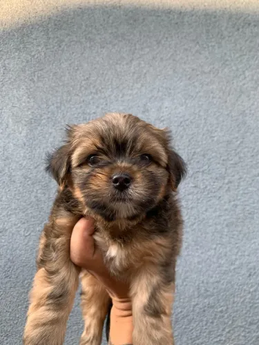 Filhote Shihtzu macho