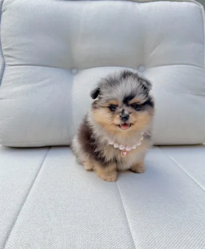 Lulu da pomerania lindos filhotes 
