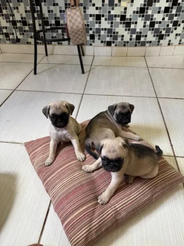 Cachorro Pug
