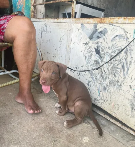 Pit bull