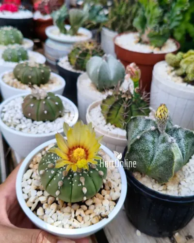 Cactos raros! 