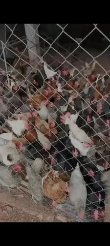 Galinhas poedeiras
