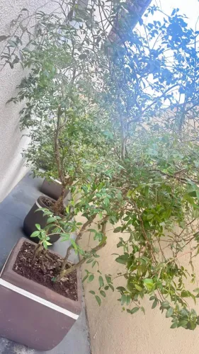 Vende se Pé de Jabuticaba 