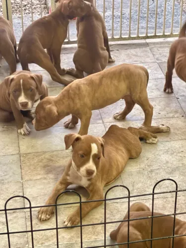 Pitbull