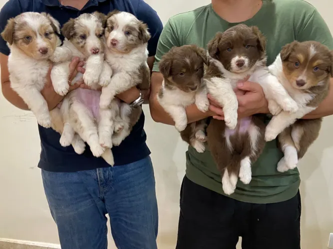 Filhotes de Border Collie 