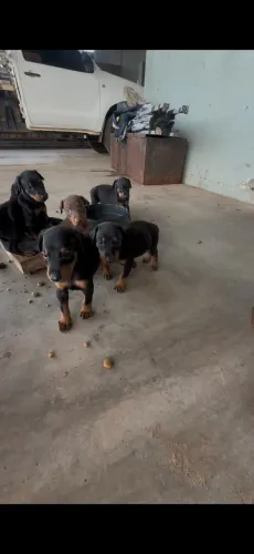 Filhotes de doberman padrão americano