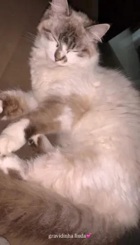 Vendo ragdoll fêmea no cio 