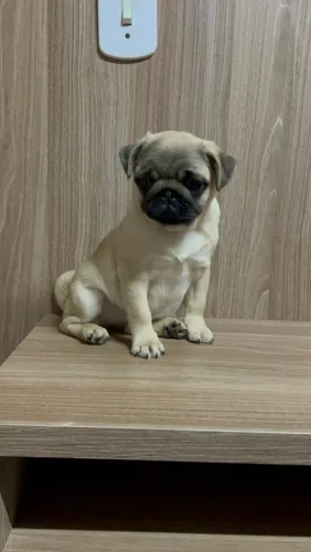 Pug fêmea fihote