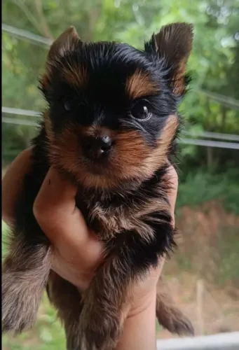 Vendo York terrier macho