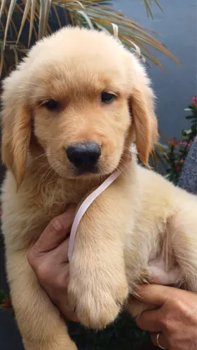 Pelagem macia e dourados , Filhotes de Golden Retriever dóceis e cheios de amor