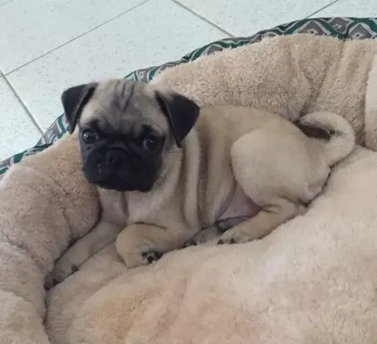 Cachorro