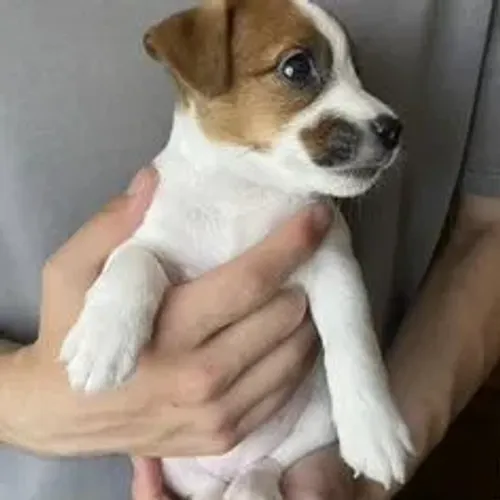 Jack Russell Terrier,Jack Russell Terrier Filhote Linda Linhagem Disponível
