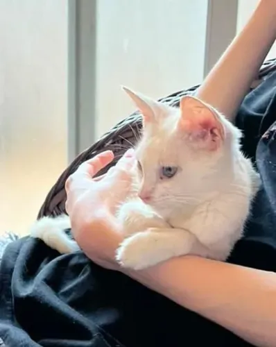 Gatinha branca para adoção 