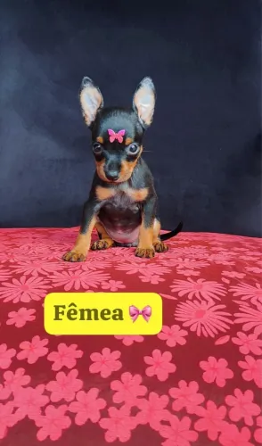 Pinscher com 48 dias vacinado e com atestado de saúde 