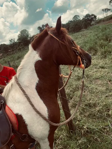 Cavalo Pampa 