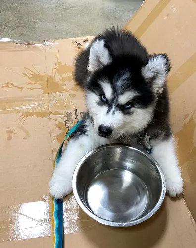 Husky siberiano ¿ cãozinhos pode ser seu
