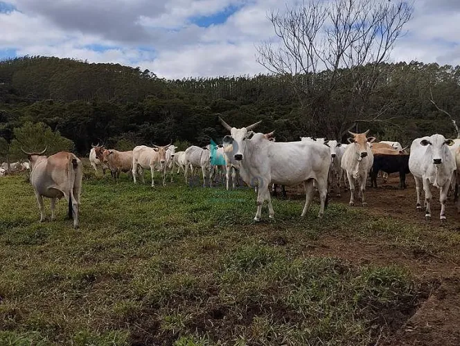 FAZENDA RICA EM ÁGUA E FORMADA Á VENDA EM GUARATINGUETÁ-SP