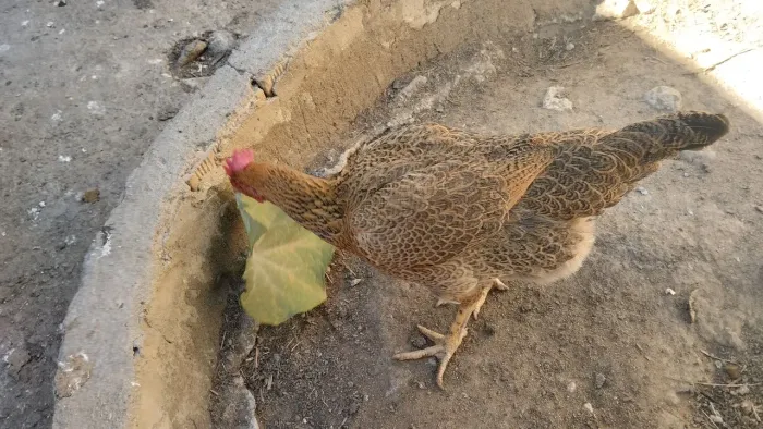 Galinha caipira 