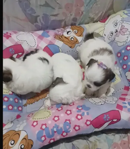 Lindos filhotes de shitzu micro com pedigree opsinal 