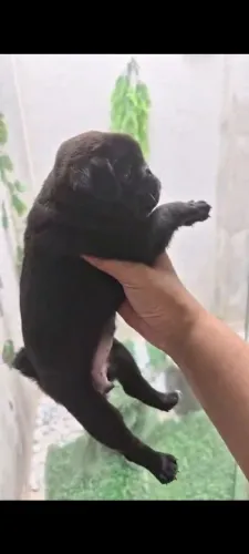 Pug fêmea promoção