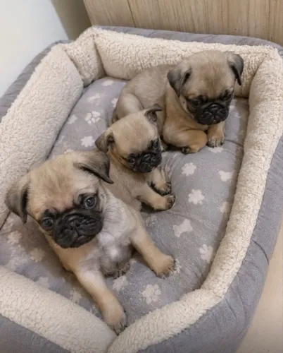 Filhote de Pugs machos