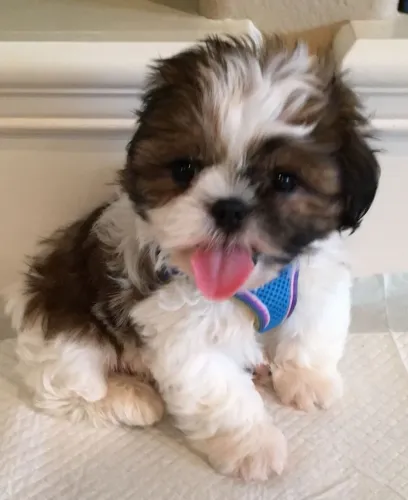 Shih Tzu Seu olhar vai entender por que esse pet chama atenção
