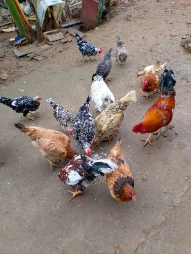 Galinha caipira