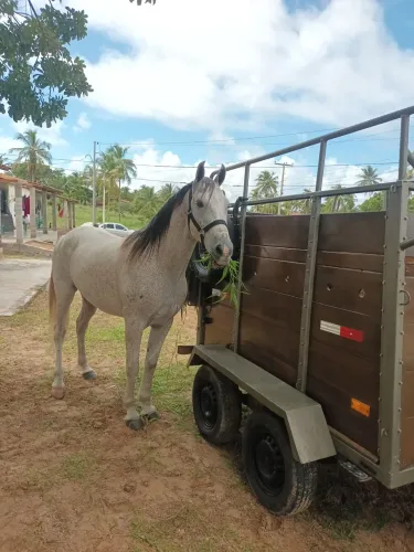 Vendo esse lindo cavalo 