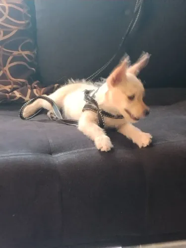 Vendo