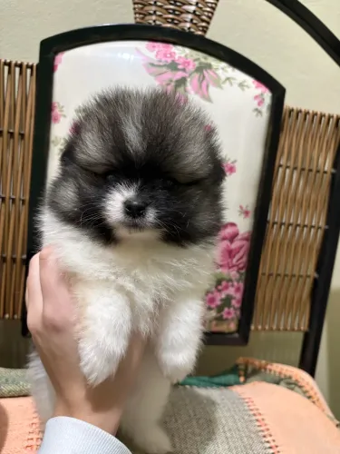 Spitz Alemão 