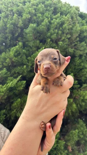 Filhote daschund marrom