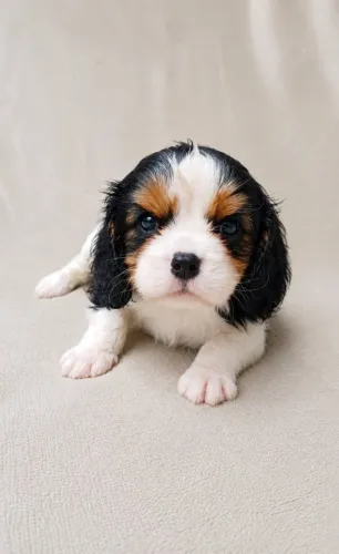 Filhotes de Cavalier King Charles Spaniel