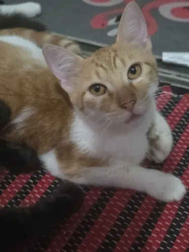 Doa si uma gata castrada