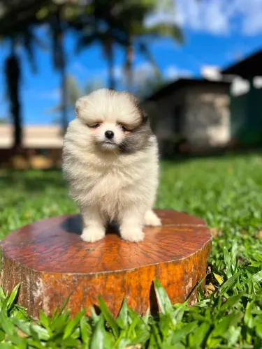 Lulu da Pomerânia - machinho