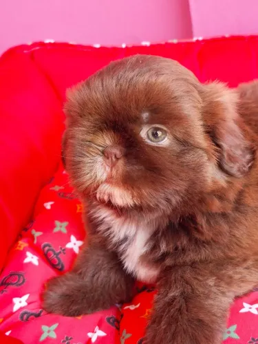 Shih Tzu macho, filhote, pelagem chocolate  - Canil Best Friend
