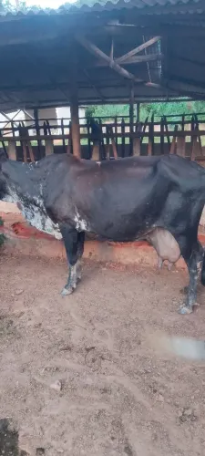 Vaca girolando meio sangue vendo ou troco em moto 