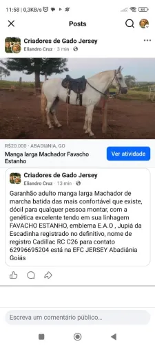 Cavalo manga larga Machador 