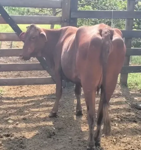 Vaca santa Gertrudes