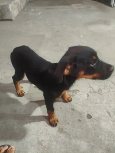 Rottweiler Macho 3 meses pra vender ligeiro