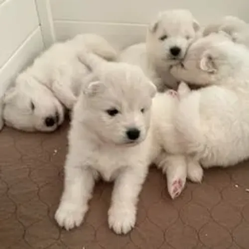 Samoyeda,Samoyeda Filhote de Estrutura Excepcional e Aparência Deslumbrante